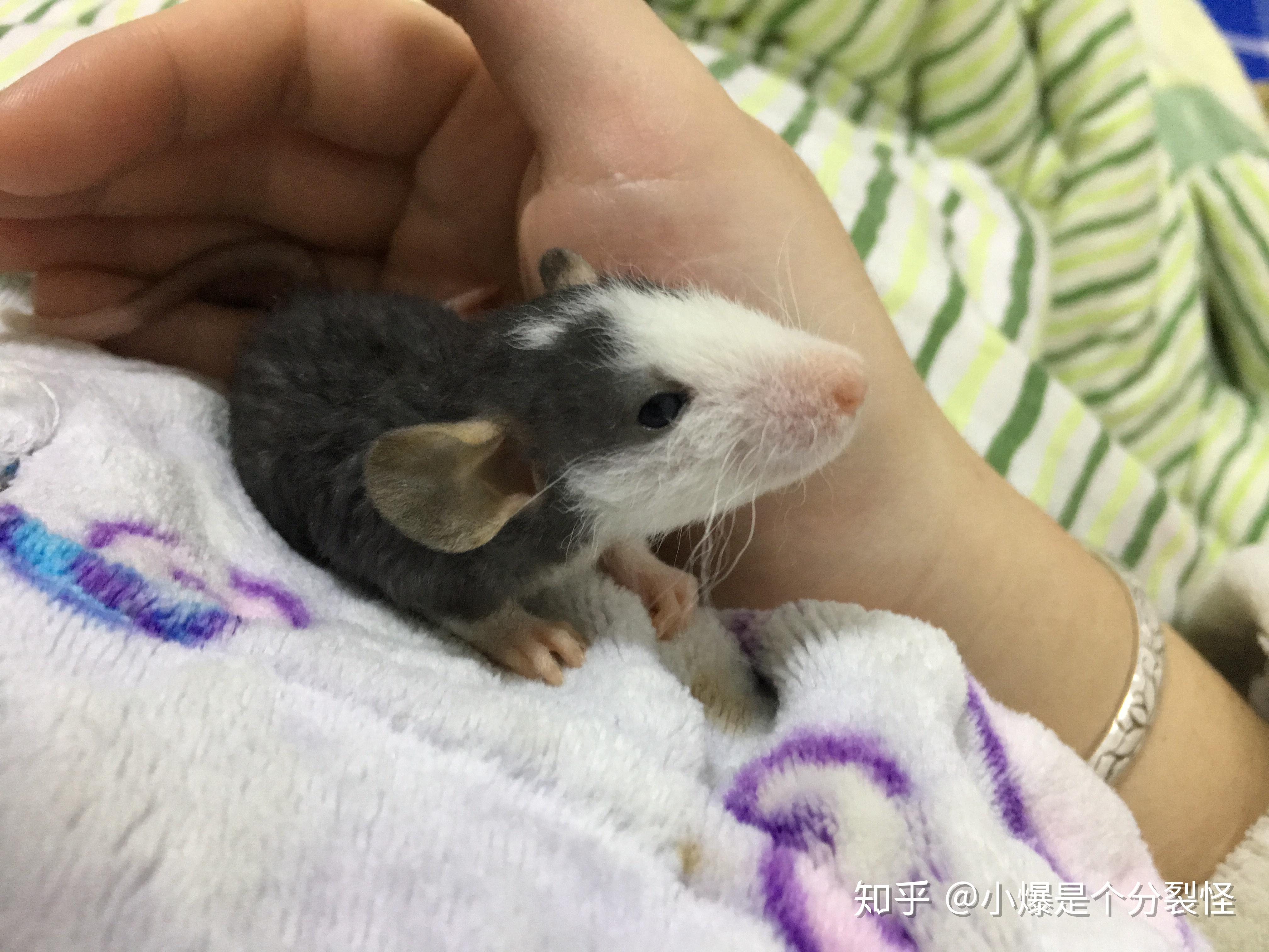 怎么养花枝鼠攻略 v2-bf2218c4197d908d3e7c7b103b8bc818_r.jpg