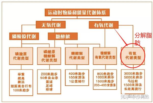 减肥运动的练趴炼最佳时间_运动减肥_减肥运动快速燃脂