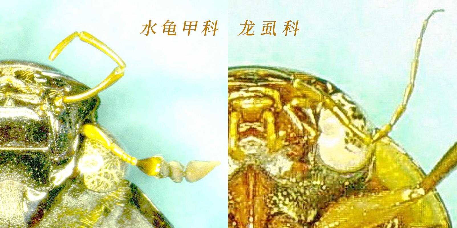 金龟子图片【高清】_病虫草图_191农资人 - 农技社区服务平台
