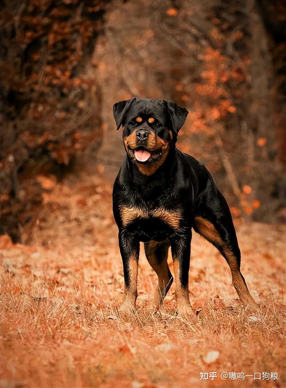 罗威纳犬性格图片