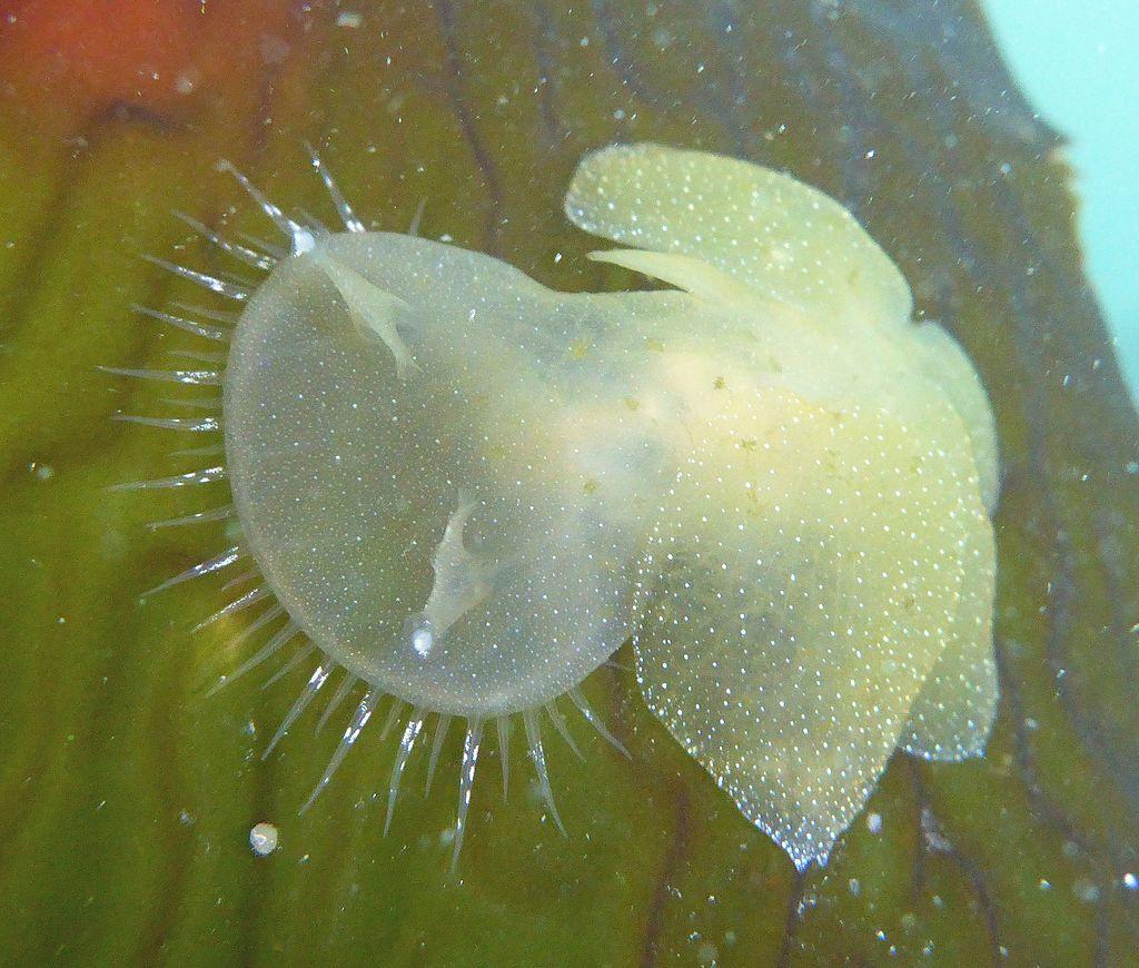 狮鬃海蛞蝓确实如大嘴花一般,它们生活在海草上,是