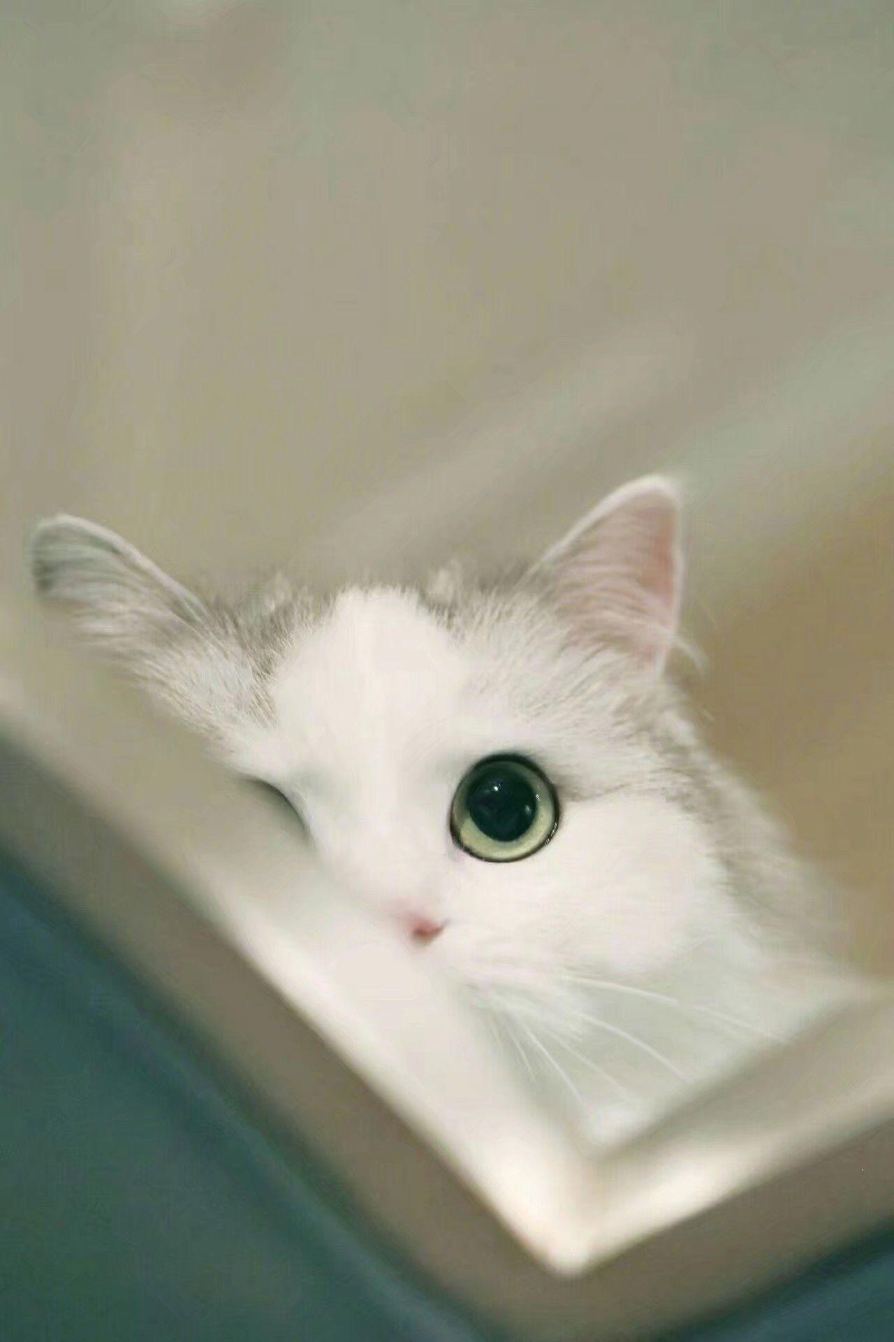 有哪些好看的猫咪壁纸或头像? - 知乎