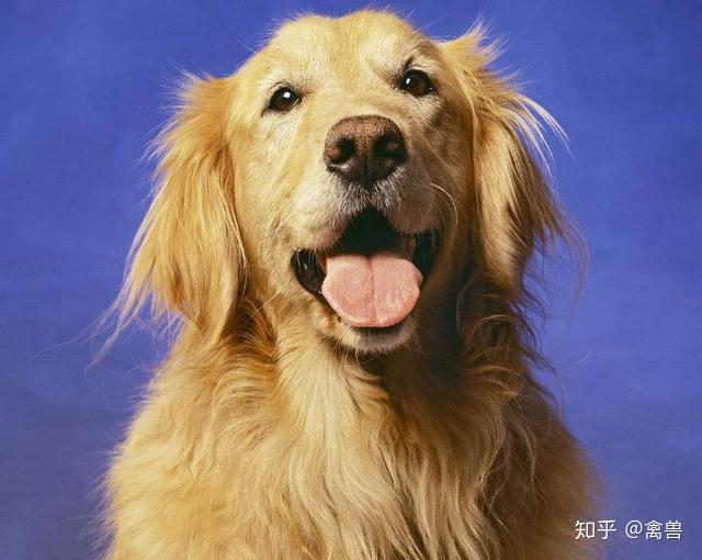 求问宠小皮金毛成犬怎么预防患皮肤病呀?