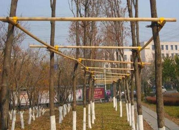 园林树木风障支撑5大方法