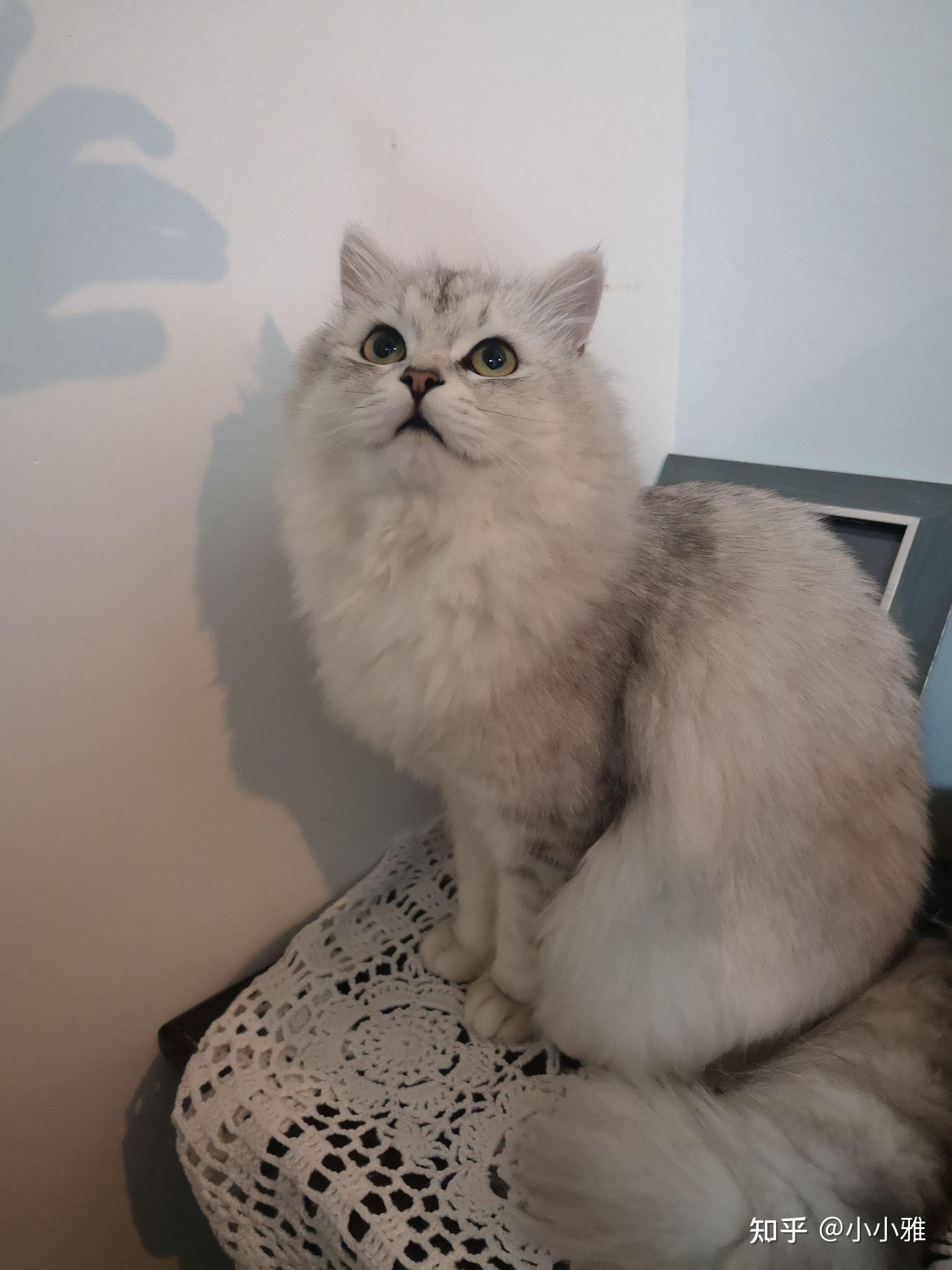 有木有布偶串银渐层的宝宝啊 想康康长什么样! - 知乎