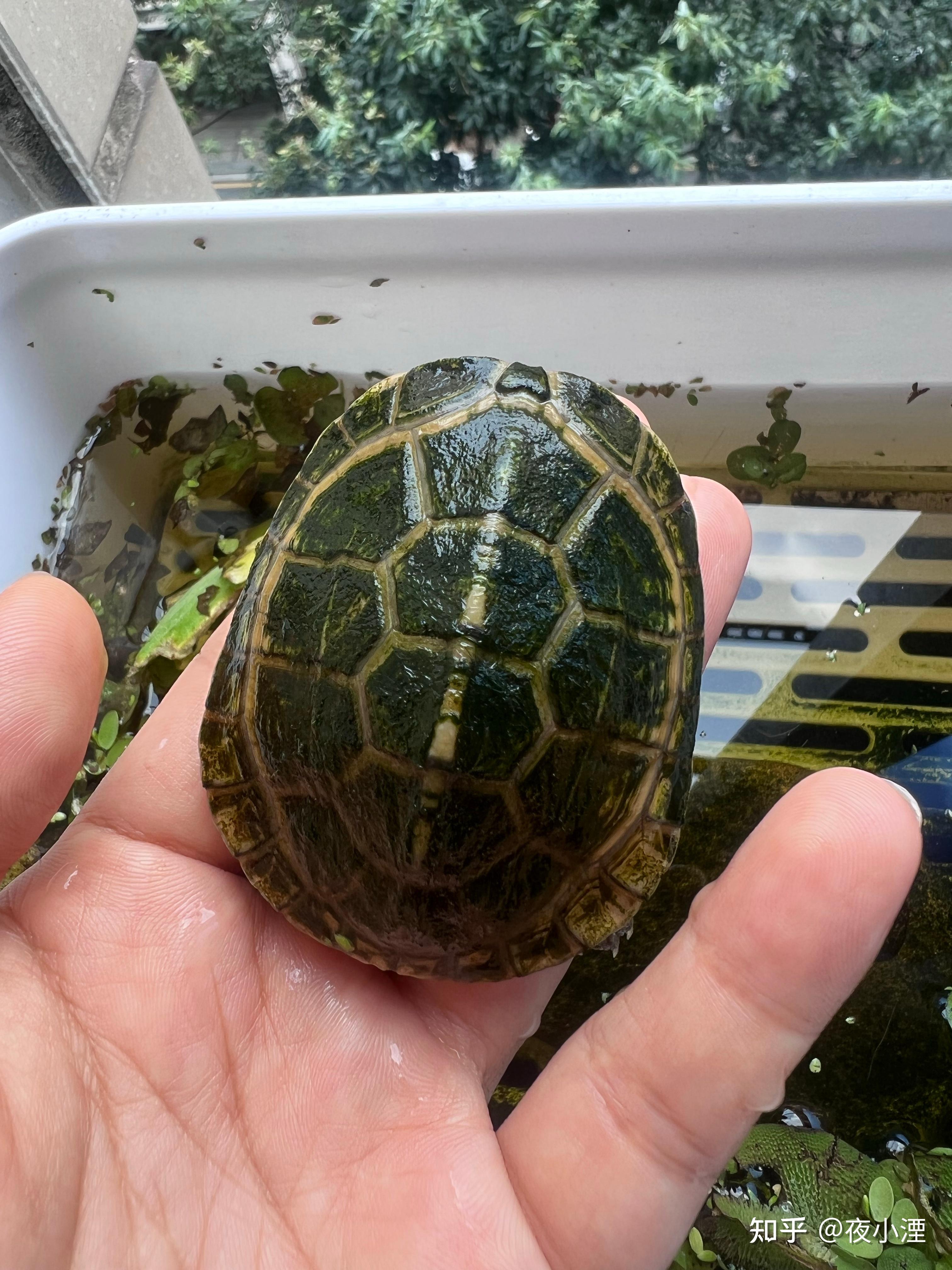 为什么乌龟的背上会长绿毛?