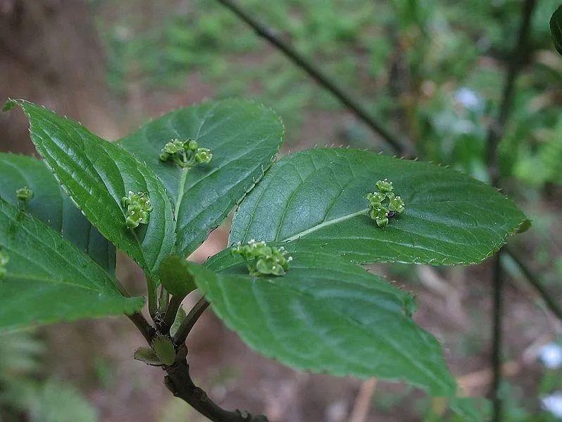 双子叶植物代表植物图片