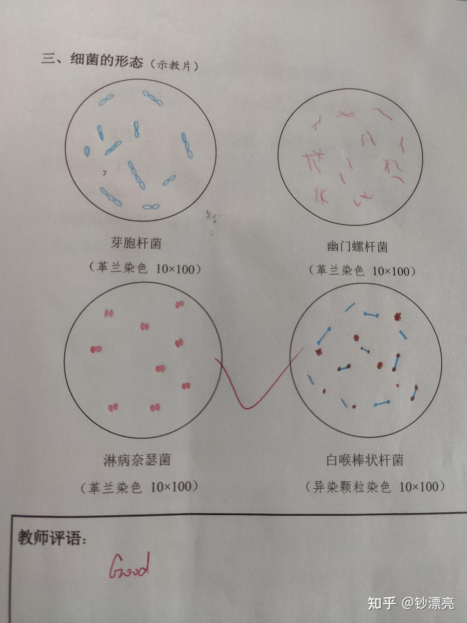 芽孢手绘图 红蓝图片