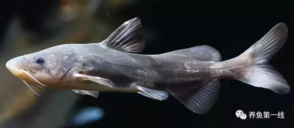 分布区域:长江流域,淮河流域08长吻鮠leiocassis longirostris分布