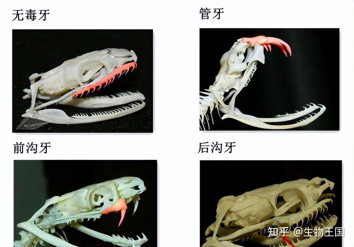 可能大家会觉得很奇怪,既然虎斑游蛇的牙齿没有连接毒腺,为何还能让人