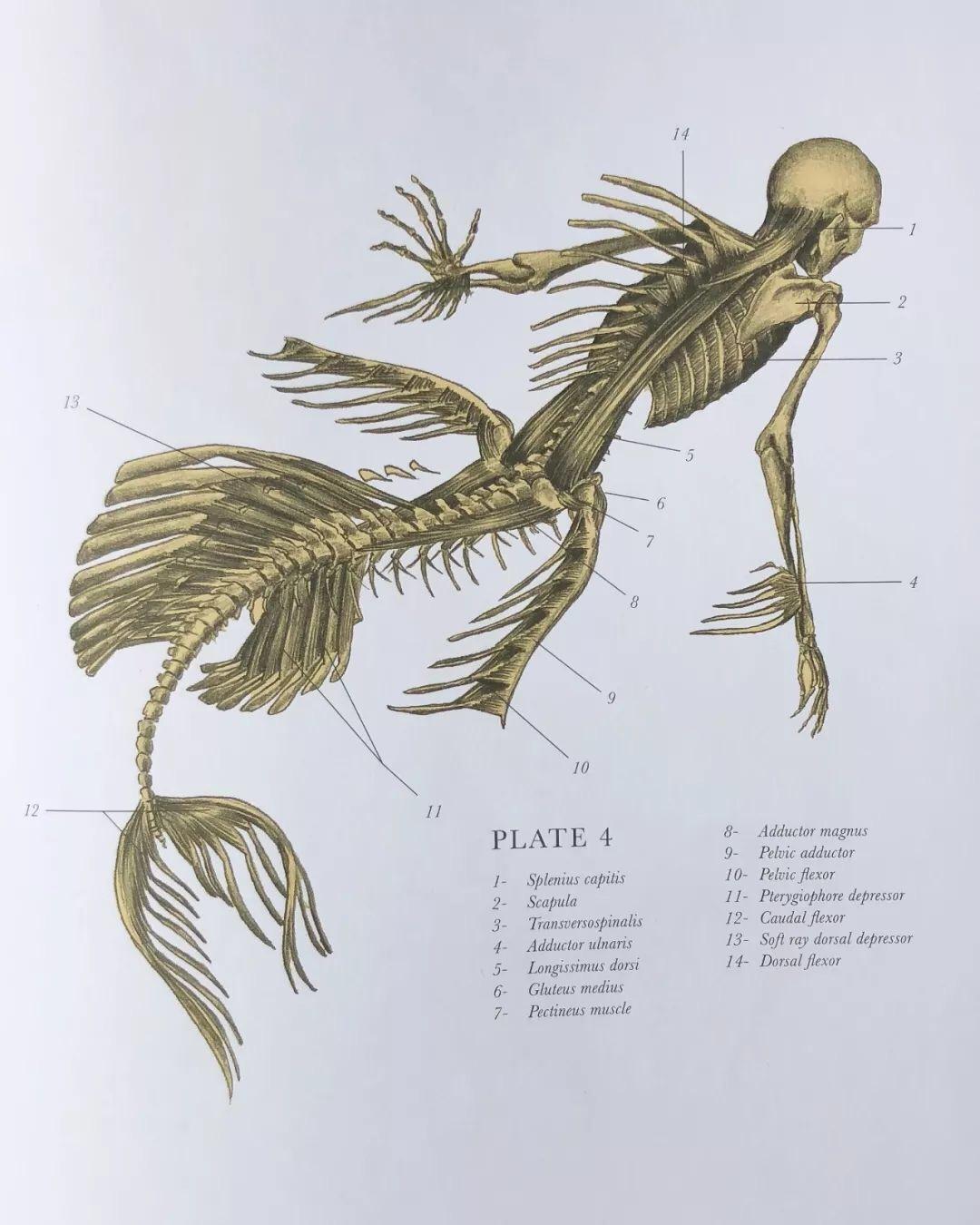 10-腕骨  11-掌骨  12-趾骨  13-弓肋  14-股骨  15- 腹鳍硬棘  16