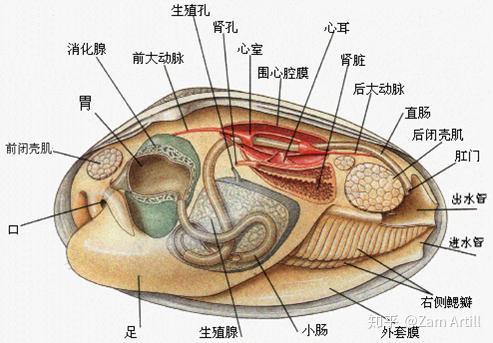 贝类内部结构图图片