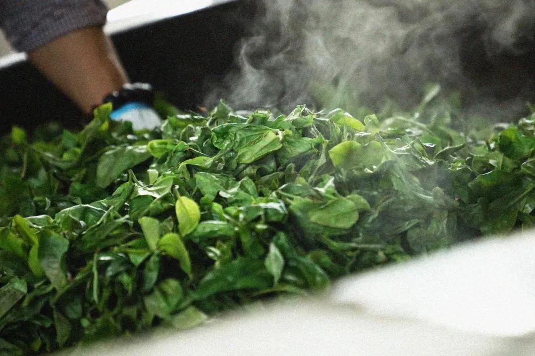 老普洱茶(生普 or 熟普?):一文读懂,生茶与熟茶的区别在哪里? - 知乎