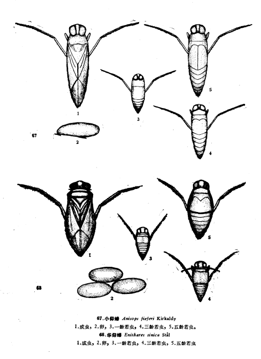 仰泳蝽是划蝽吗?