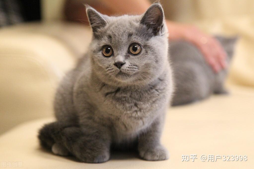 最适合新手养的猫英国短毛猫你确定不养一只吗