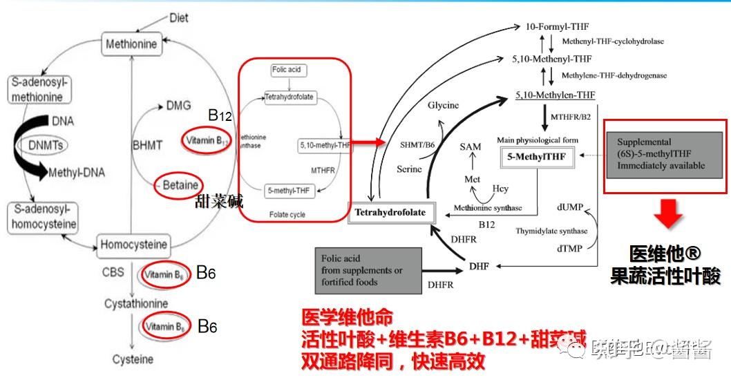 同型半胱氨酸在体内有两种代谢通路:1,转甲基化通路(蛋氨酸循环通路)