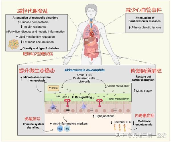 血糖管的好不好，要看肠道菌好不好，AKK菌作用很大 - 知乎