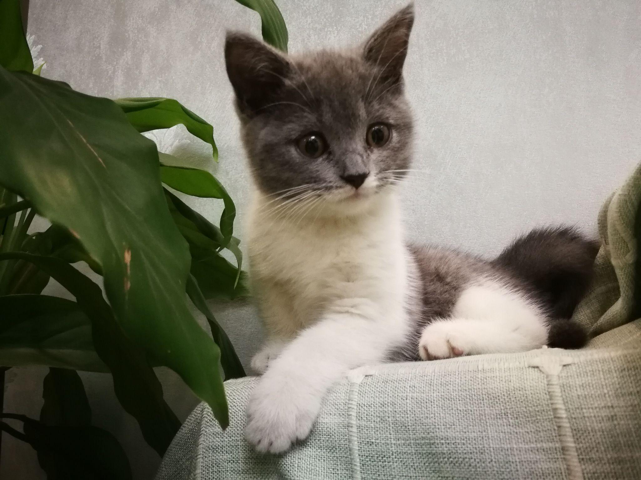 4800买的英短蓝白现在长成土猫啦它到底是土猫还是尴尬期啊