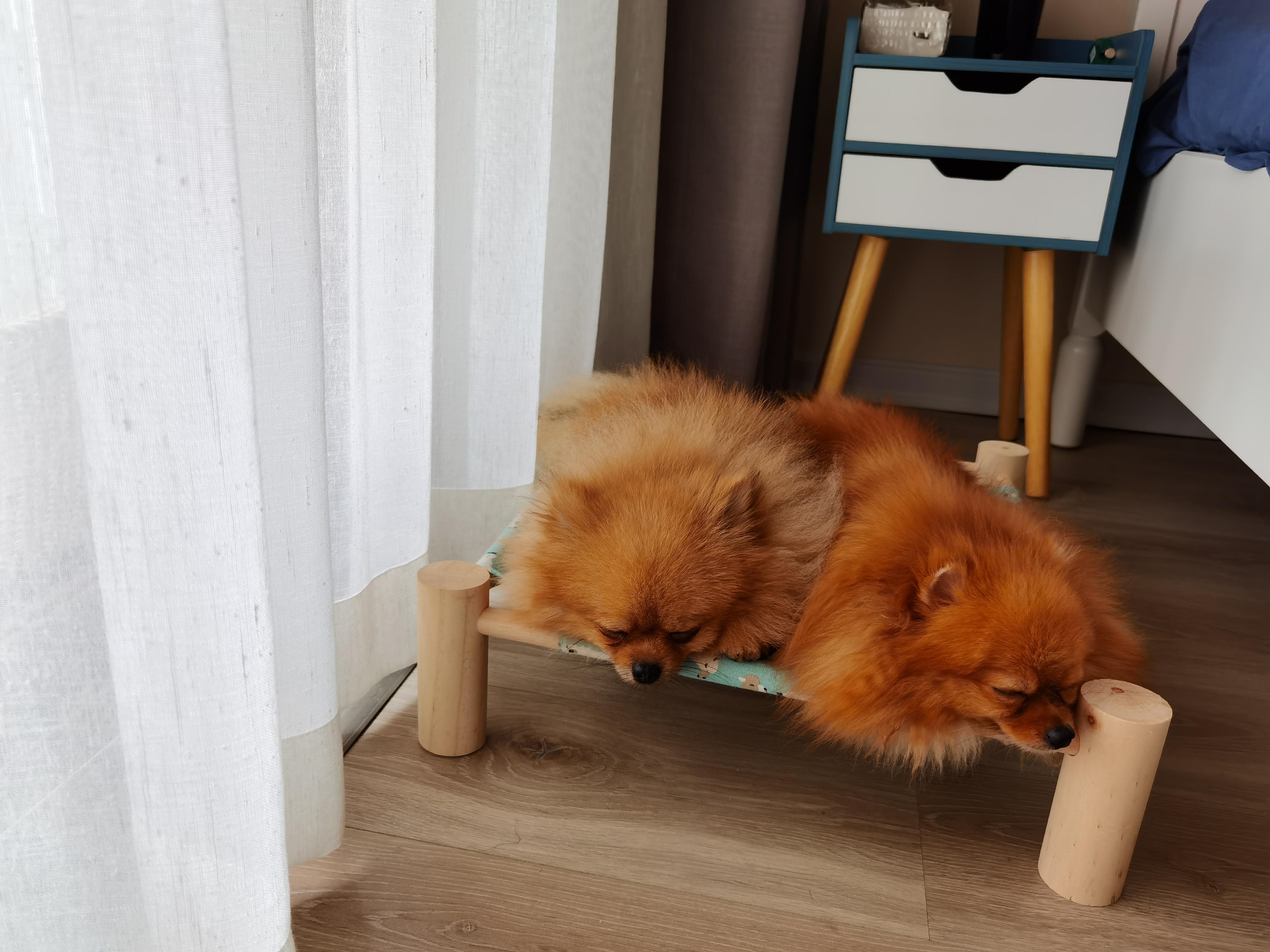 狗圈的这些事,你知道么(1) ——世界犬种分类 - 知乎