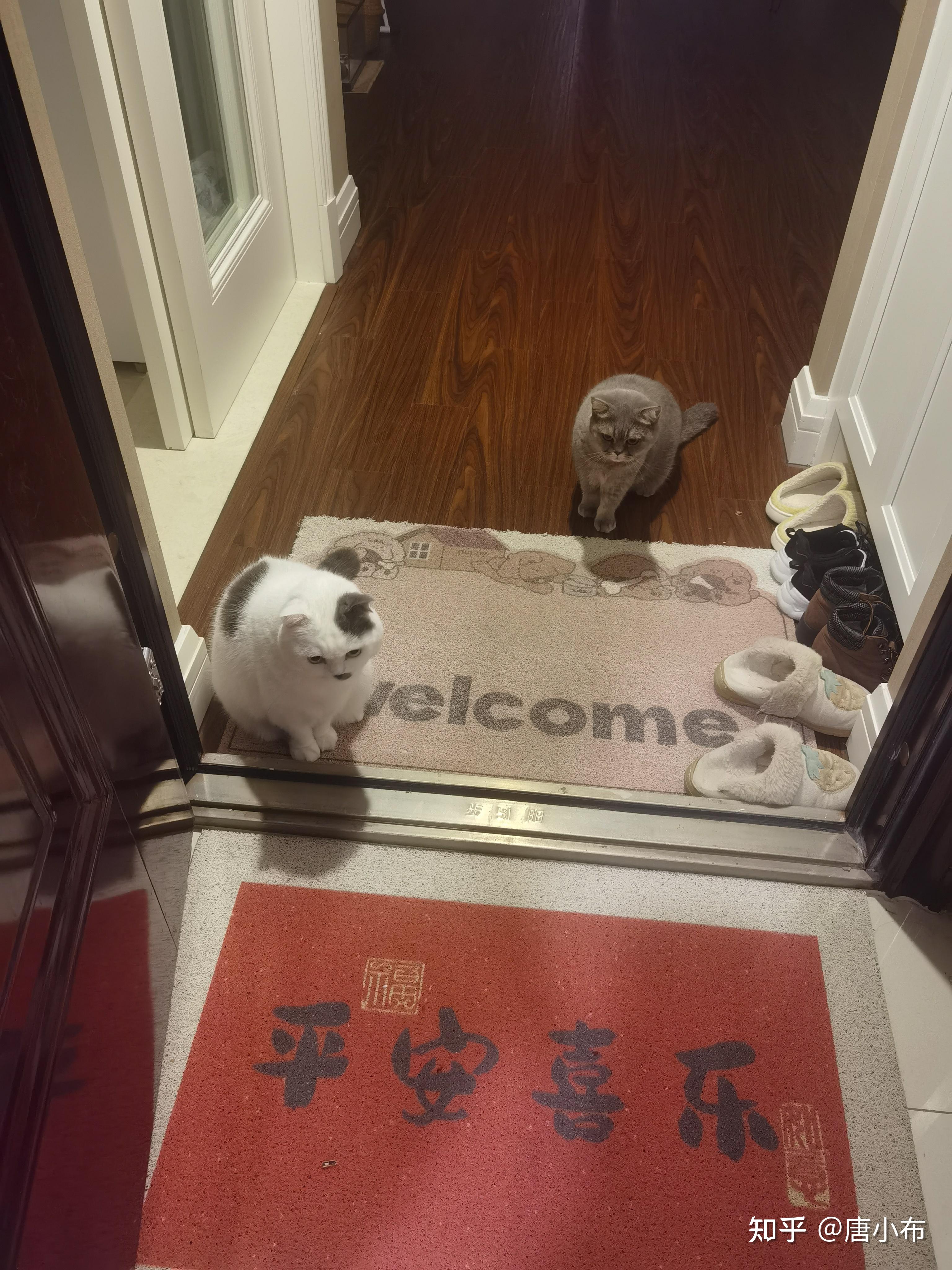 养猫后,你日常回家开门后会先喊猫咪吗? - 知乎