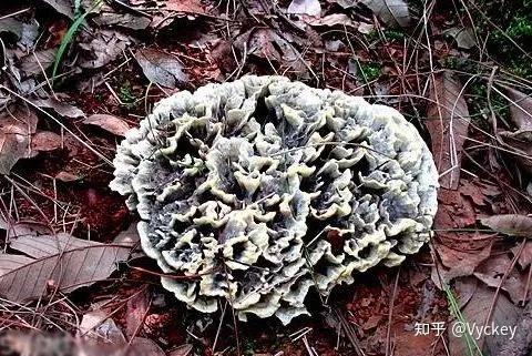 最全的云南野生菌科普介绍 - 知乎