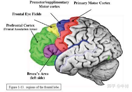大脑前额叶皮层图片