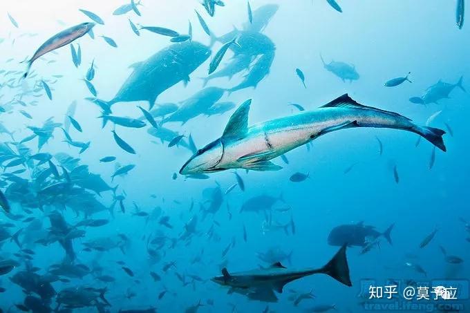 【新研究】科学家告诉你:鲨鱼会吃掉自己的“小跟班”! - 知乎