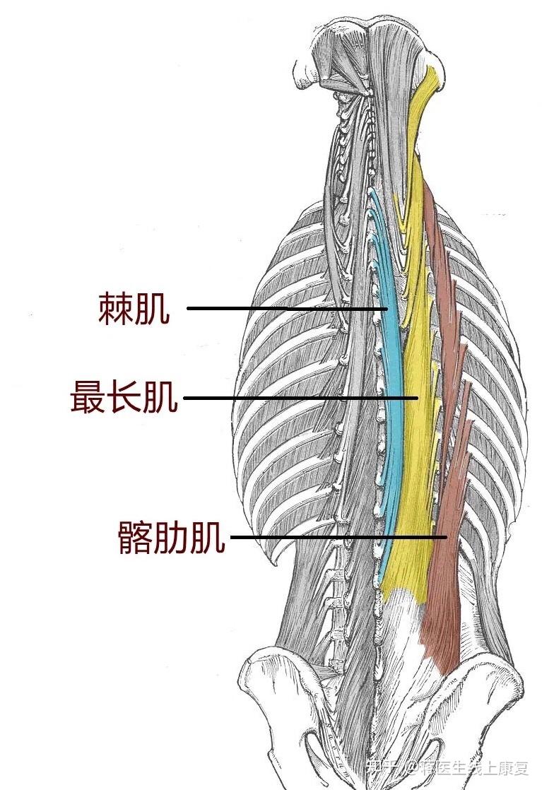 竖脊肌需要单独练吗?