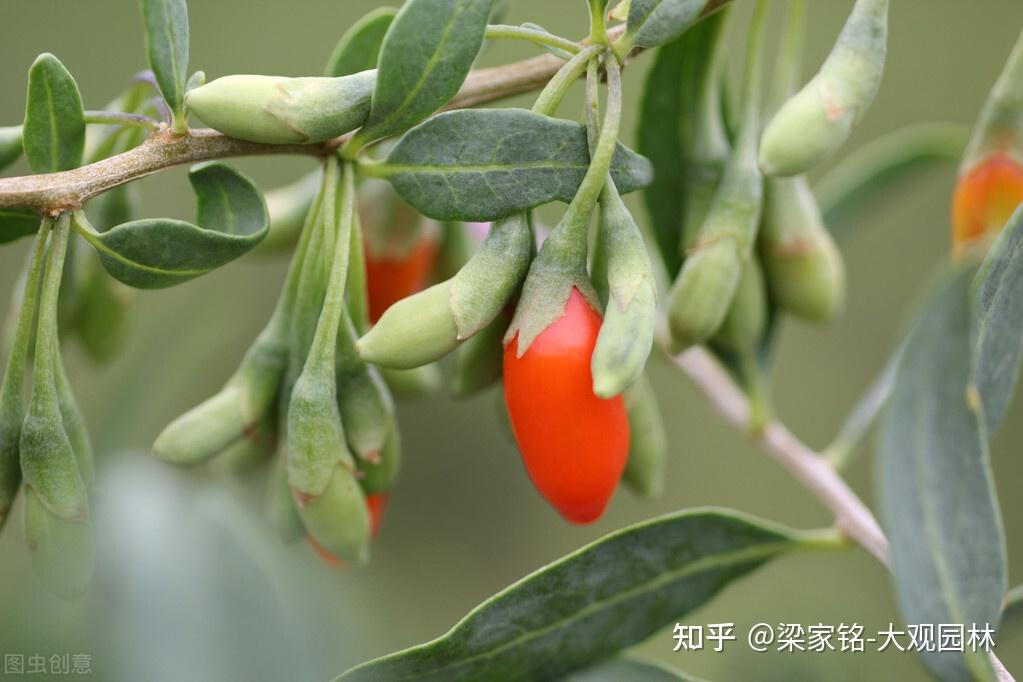 源自中国的药材植物枸杞树,有什么历史故事? - 知乎