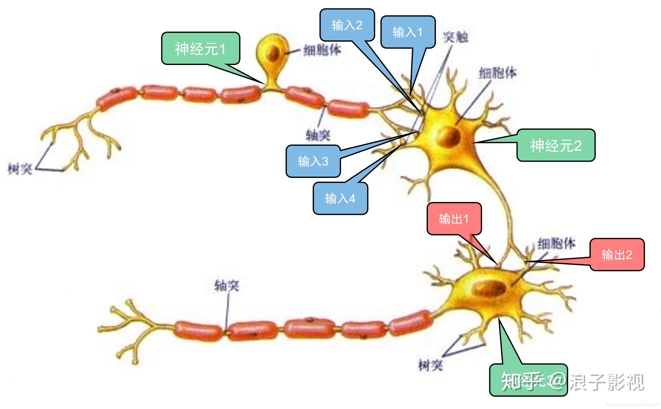神经元的工作原理是怎样的? 