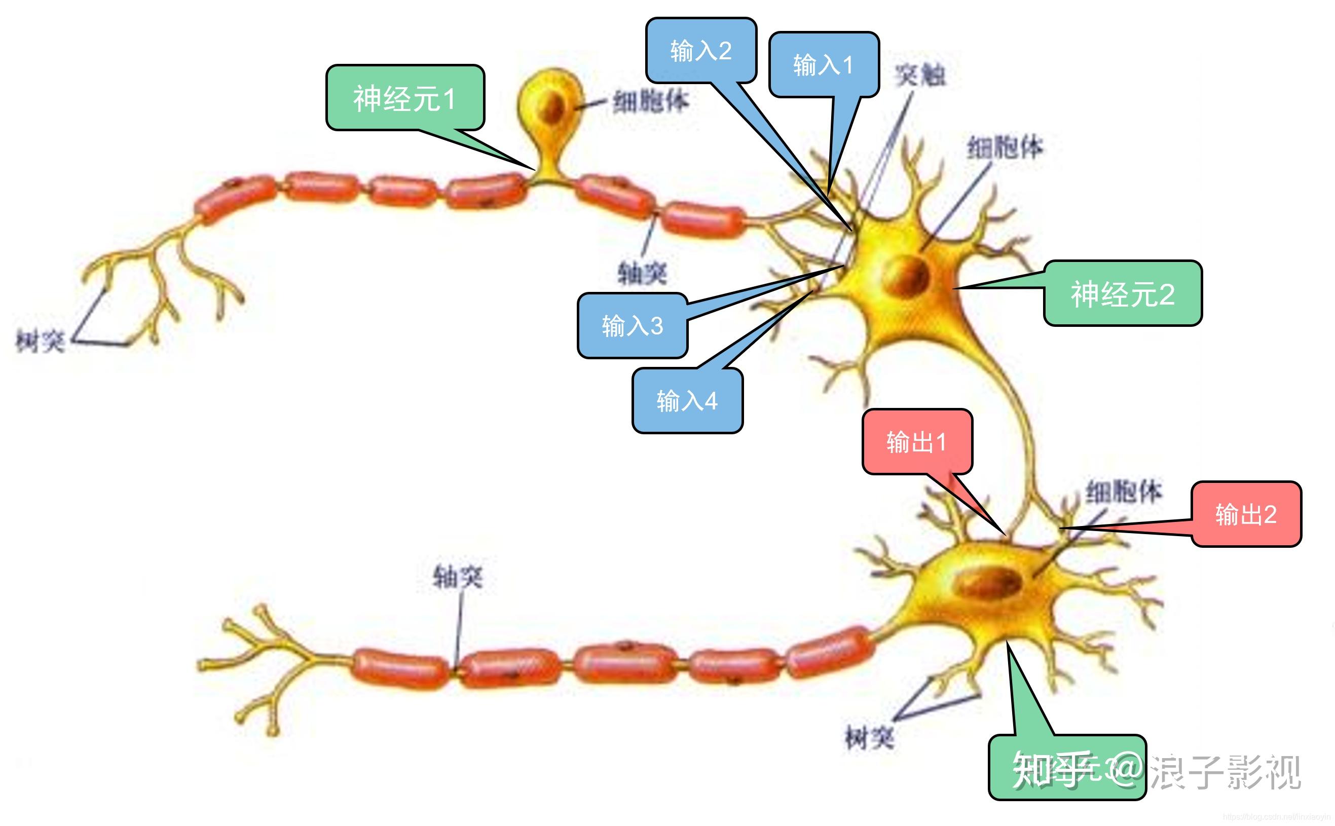 神经元的工作原理是怎样的? - 知乎