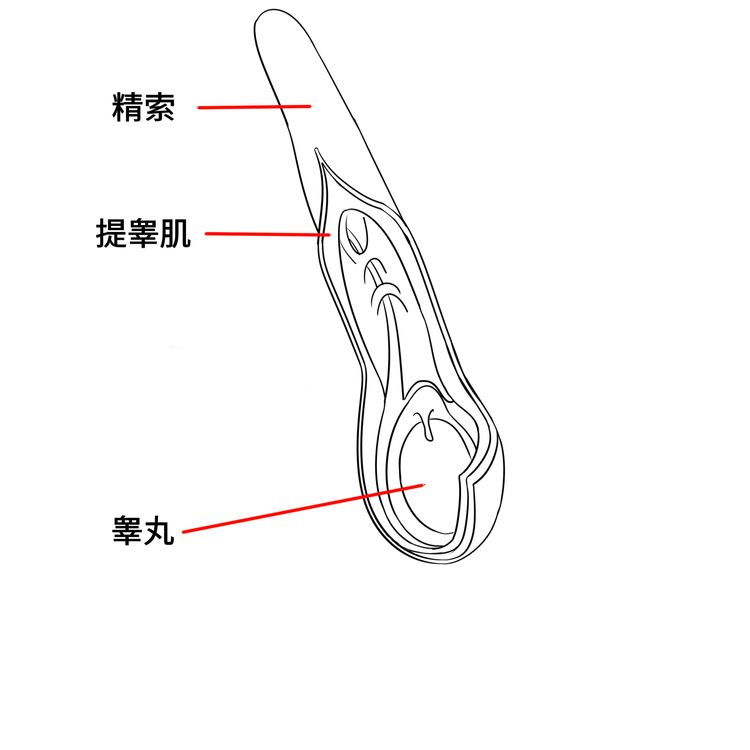 提睾反射示意图图片