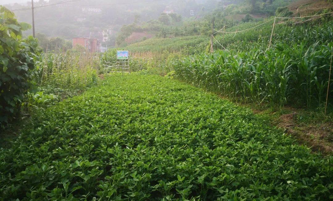 先绿后黄的神奇豌豆