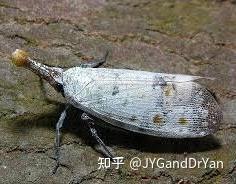 秋季观叶树种--梣树(白蜡树 F. excelsior) - 知乎