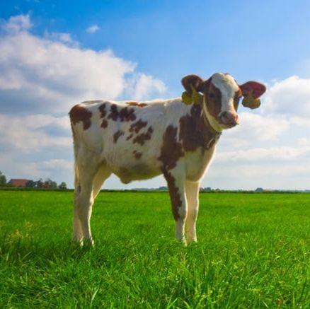 想要小牛犊的头像照片?