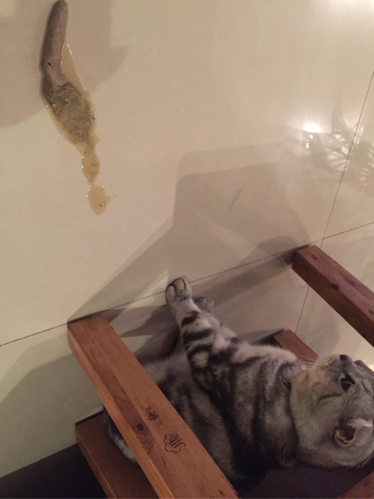 猫吐毛球是什么样子的,什么原因导致的,表现为什么症状,是猫咪毛球症