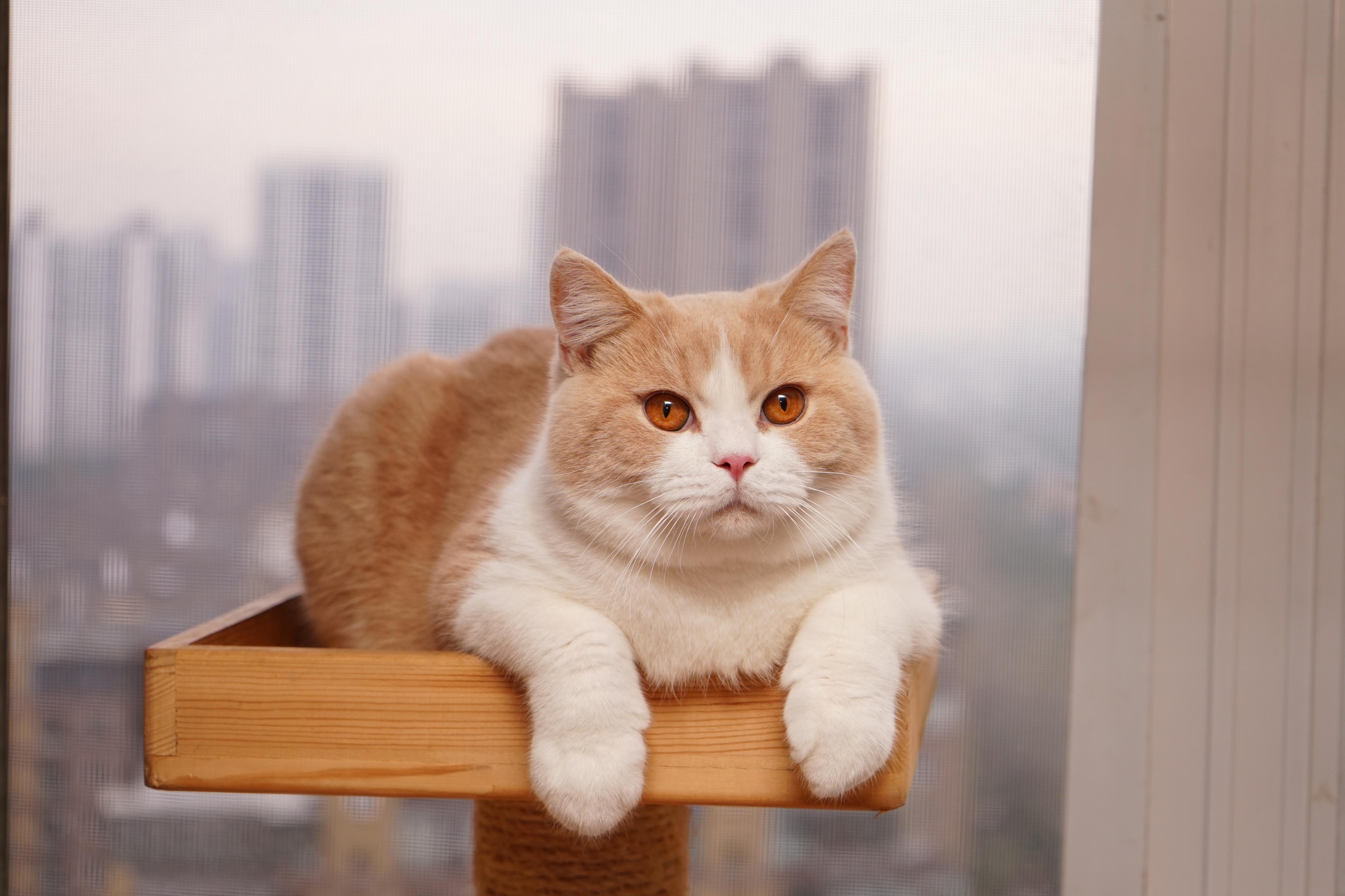 请问这只是乳白英短还是串? - 知乎