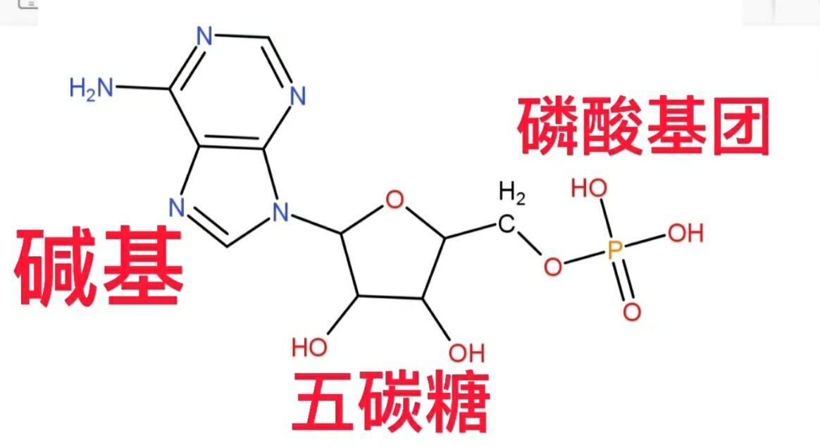 五碳糖的结构图图片