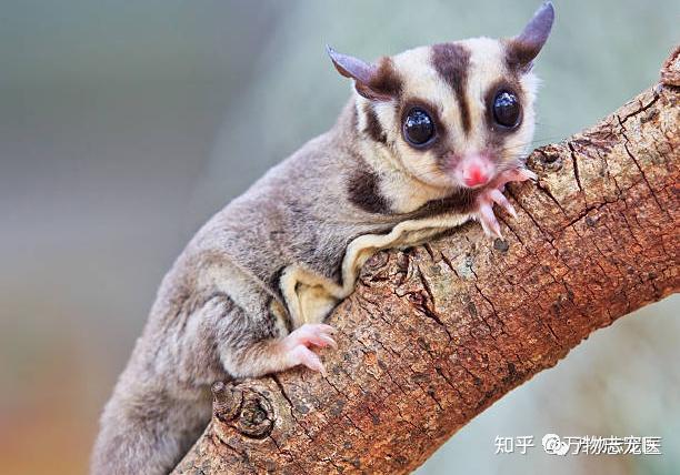 养宠须知蜜袋鼯的常见疾病