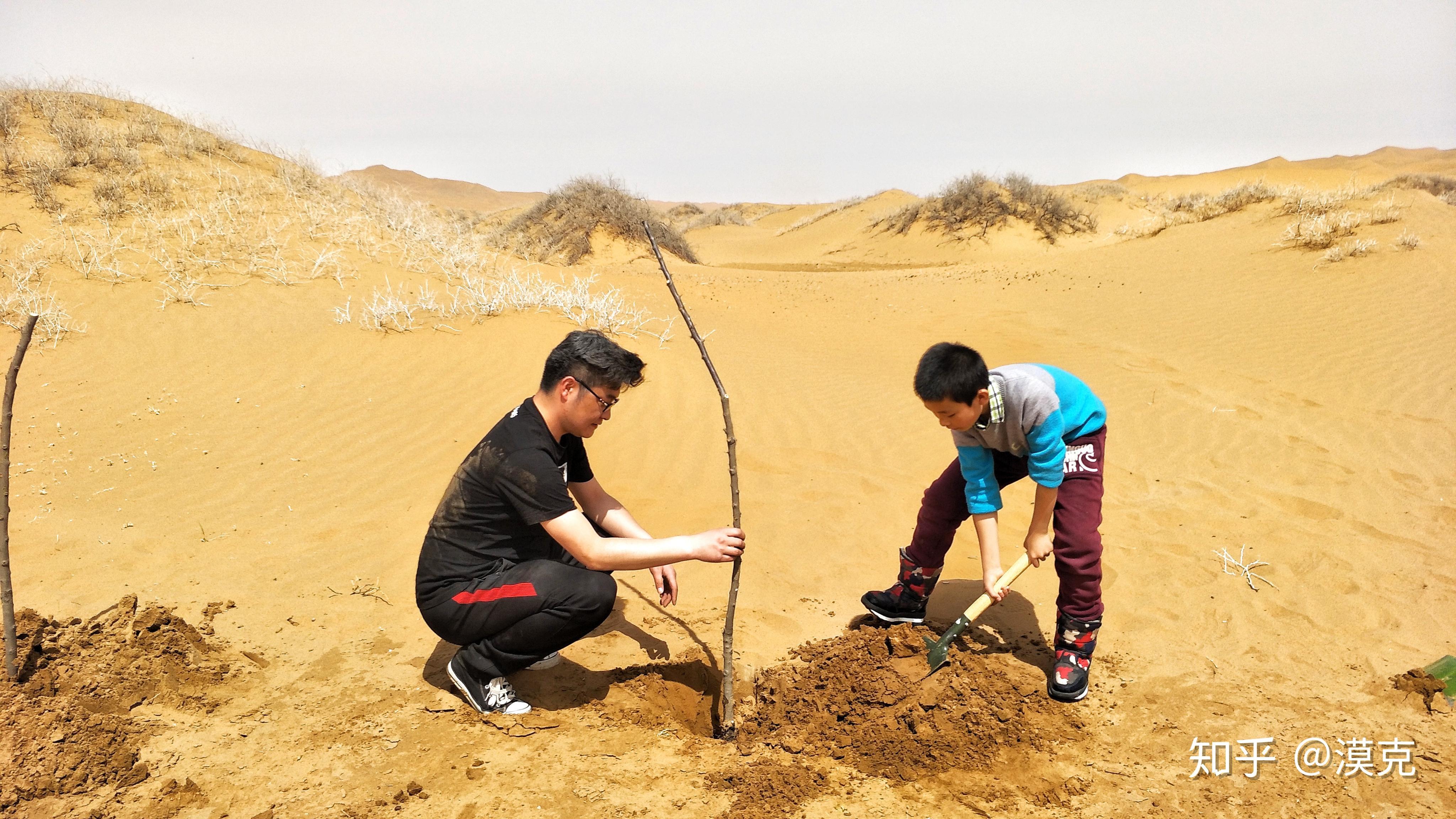 请问如何组织去阿拉善公益植树