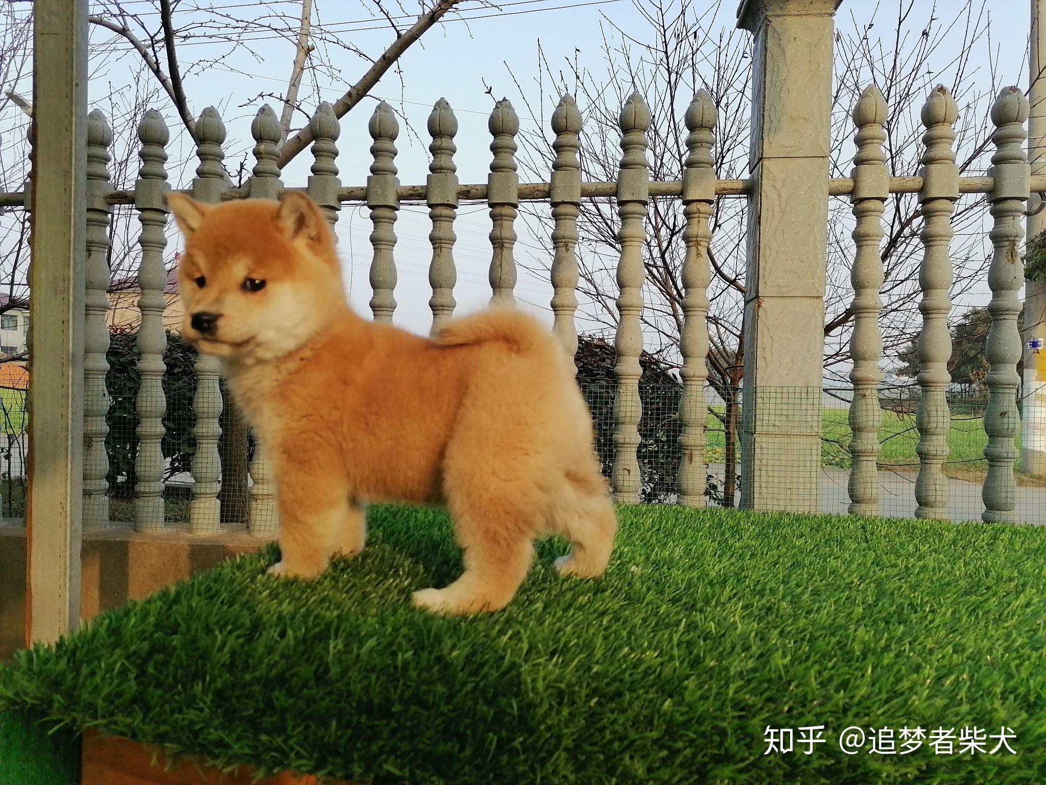 这个柴犬的是纯种的吗品相怎么样呀感觉尾巴是不是有点细