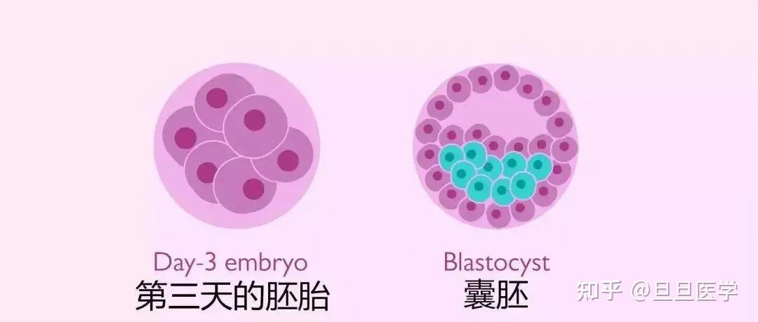 冻胚、鲜胚、囊胚,移植哪个成功率更高? - 知乎
