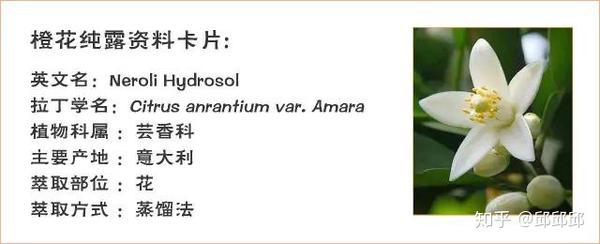 橙花纯露 知乎