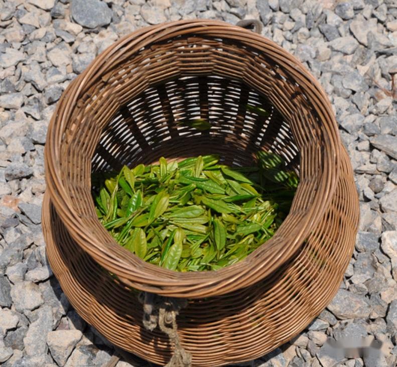 安顶云雾茶(别名安顶茶,岩顶茶,岩顶茗毫)产自富春江南岸里山镇安顶山