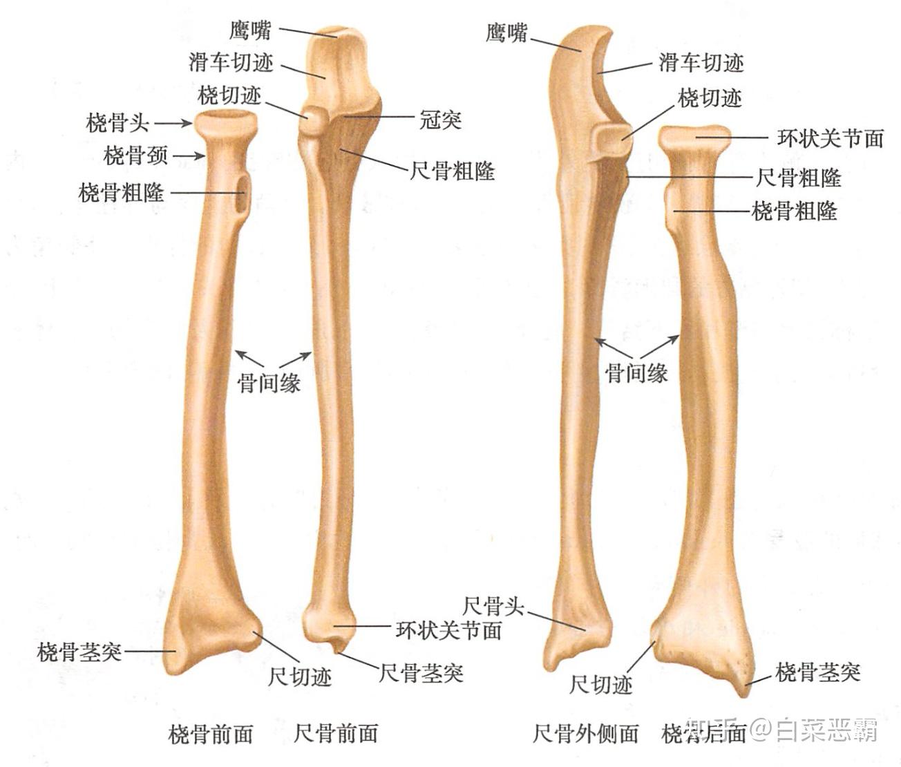 上肢骨有哪些形态特征和体表标志?