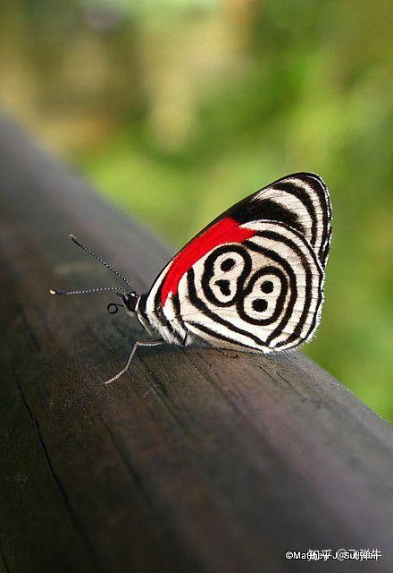 88蝴蝶有40多个亲戚,尽管是亲戚,但它们有些并不呈现出"88"数字.