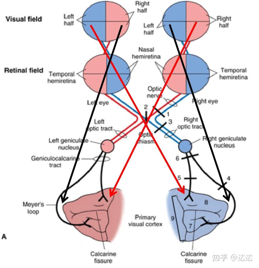 视神经为什么要左右交叉? - 知乎
