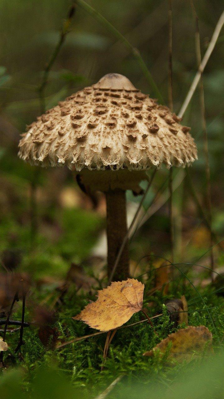 6. 炒生菇美味秘诀