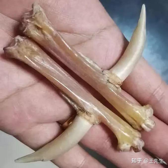 平时喜欢文玩, 羊蝎子骨可以盘玩吗? - 知乎