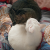 大虫猫